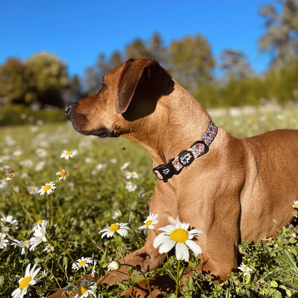Collare Regolabile per Cani | Chiusura Rapida a Clip | Fiori - Rino & Joe