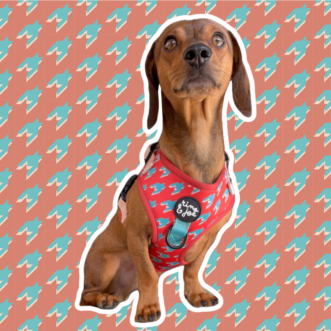 Pettorina in Neoprene Regolabile per Cani | Si Adatta Perfettamente al Corpo del Cane | Pied Poule - Rino & Joe