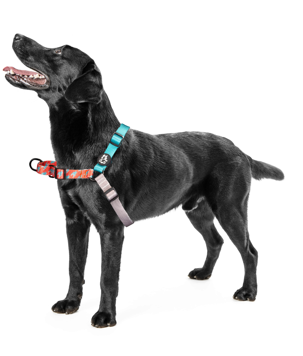 Pettorina Anti-Tiro Regolabile per Cani | Sicura e Resistente | Pied Poule  - Rino & Joe