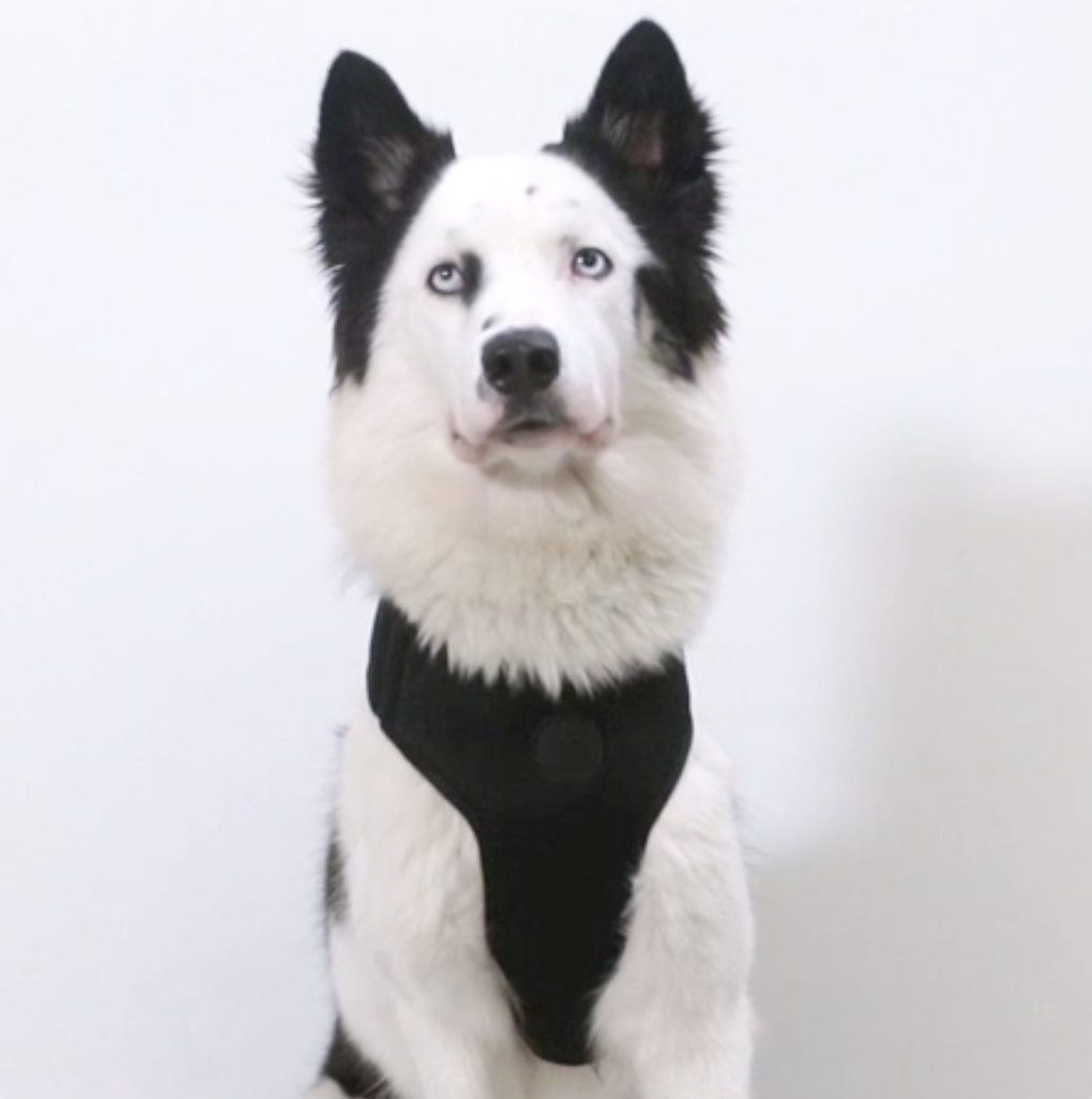 Zee.Dog - Pettorina a Maglia Regolabile Reebok Trekk